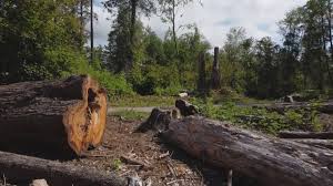 Slippery Rock University, PA Tree Care Company