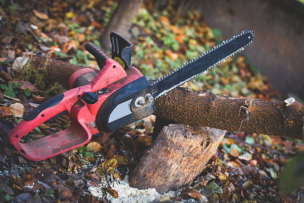 How Our Tree Care Process Works  in  Slippery Rock University, PA